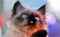 小猫眼睛变色过程