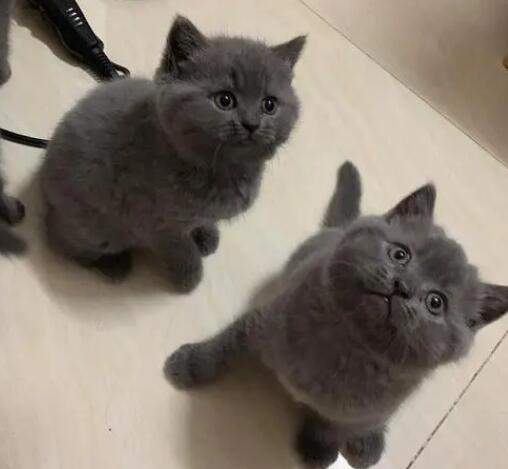 英短蓝猫挂霜怎么回事？让人不得不想探究原因！