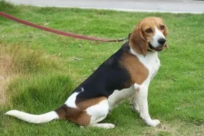 比格犬大概多少钱