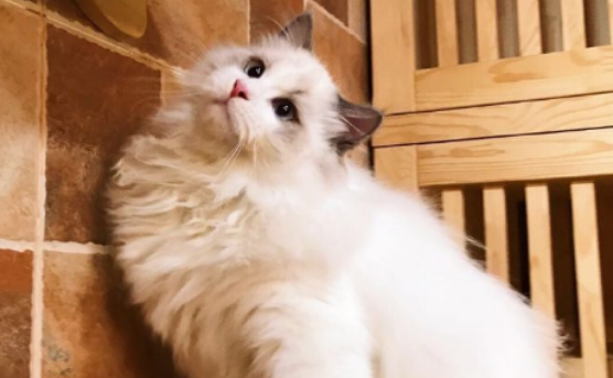 北京买猫哪里比较靠谱