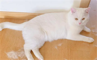 猫一般在几月份掉毛