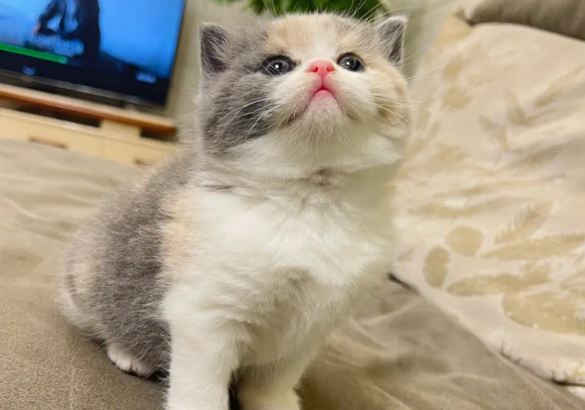 英短蓝猫剃毛的坏处?有哪些? 英短蓝猫剃毛的坏处?有哪些?