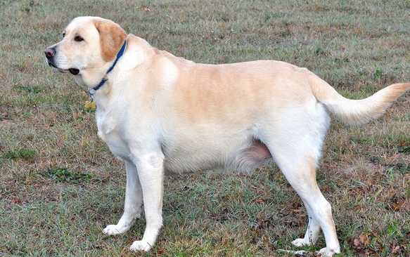 拉布拉多犬的致命缺点 拉布拉多犬的致命缺点