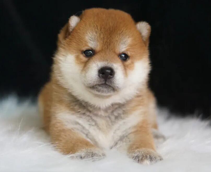 普通豆柴犬多少钱一只 普通豆柴犬多少钱一只