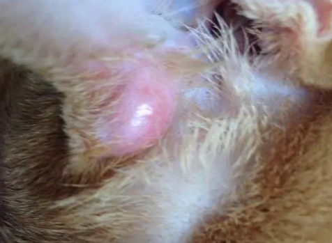 猫咪耳朵根部鼓了一个大包