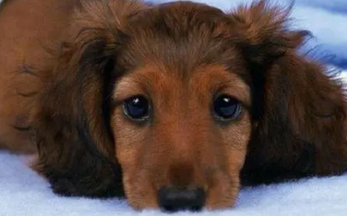 狗狗得了犬瘟怎么治疗 狗狗得了犬瘟怎么治疗