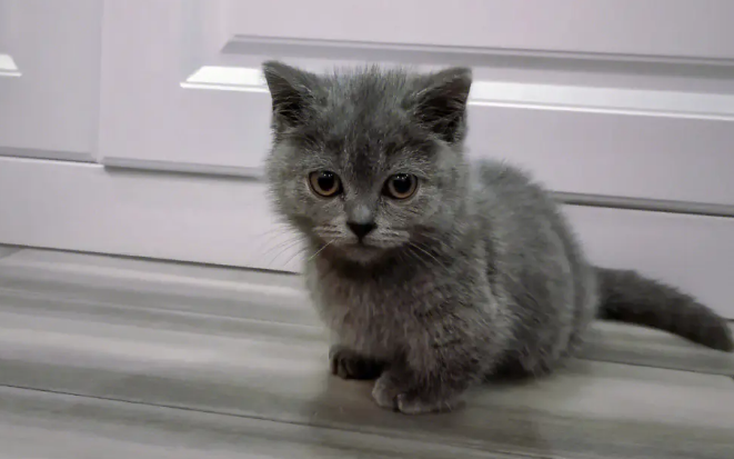 蓝猫起什么名字招财好运 蓝猫起什么名字招财好运