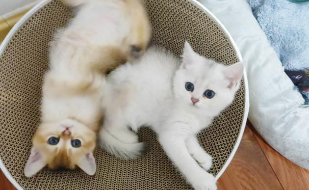 金渐层和银渐层生的猫图片