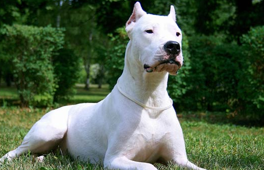 杜高犬为什么容易得皮肤病？原因居然是这样的！