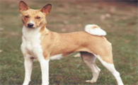 贝生吉犬何时产崽