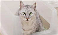 猫砂的利润大吗