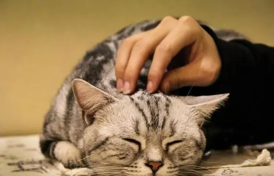 小猫身上很烫但是精神特别好