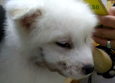 狗狗皮肤病最简单治疗