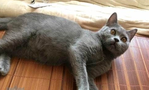 怎么训练俄罗斯蓝猫和你握手 猫猫握手训练
