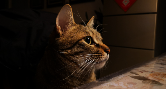 我来告诉你，狸花猫为什么怕冷？