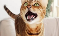 猫狗对地震的感知