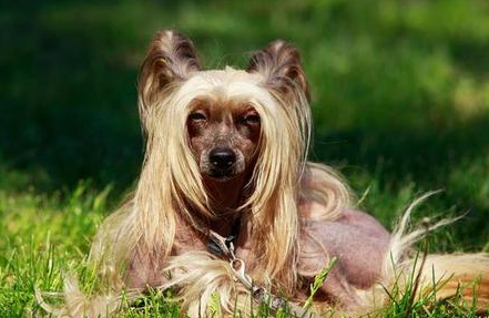 冠毛犬是哪个国家的 冠毛犬是哪个国家的