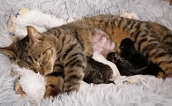 猫生着生着睡觉了