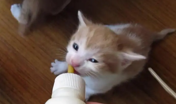 橘猫刚出生的图片 橘猫刚出生的图片