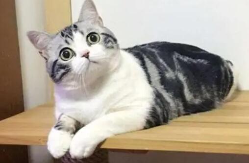 为什么猫咪弓着腰撒娇呢