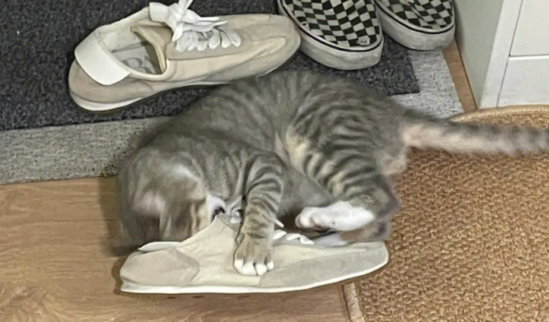 猫咪为什么喜欢睡鞋子