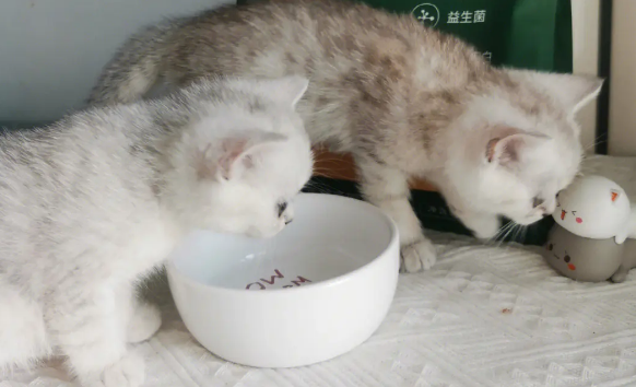 小奶猫吃什么猫粮好,看完你就知道! 小奶猫吃什么猫粮好,看完你就知道!