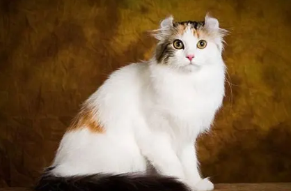 智商最低的猫排名第一