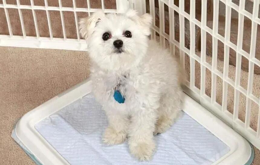 狗狗白内障怎么引起的 狗狗白内障怎么引起的