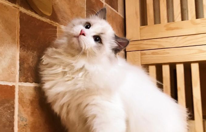猫舍名字大全洋气的简介文案 猫舍名字大全洋气的简介文案