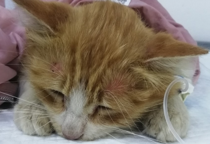 怎么判断是不是猫瘟
