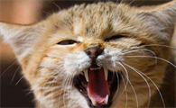 我的猫看不到我就惨叫