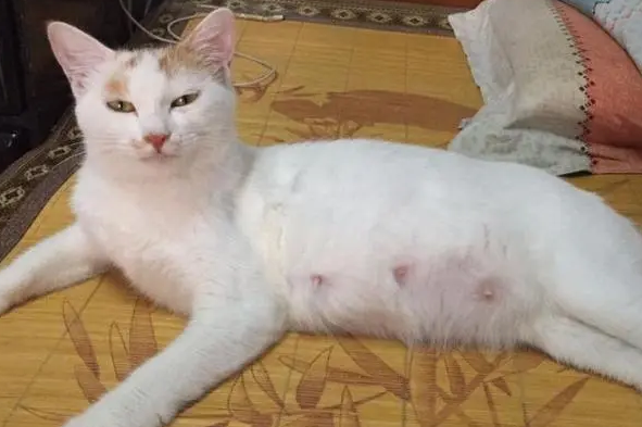 猫咪配种后多少天能确定怀孕