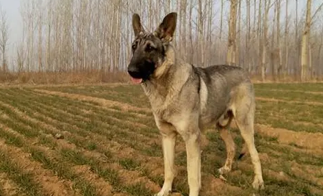 中华狼青犬多少钱一只-宠物网