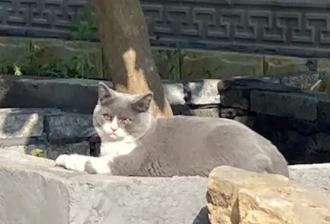 没出过门的猫咪丢了能不能找到家门