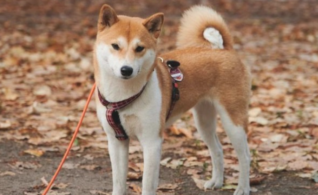 你对柴犬掌握有多少呢?一起来认识一下柴犬吧! 你对柴犬掌握有多少呢?一起来认识一下柴犬吧!
