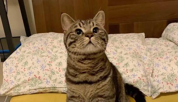 狸花猫杂交会变成什么猫
