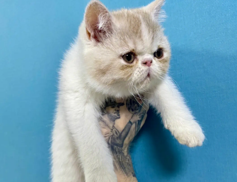 加菲和家猫杂交图片