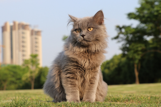 高地长毛猫是什么品种 高地长毛猫是什么品种