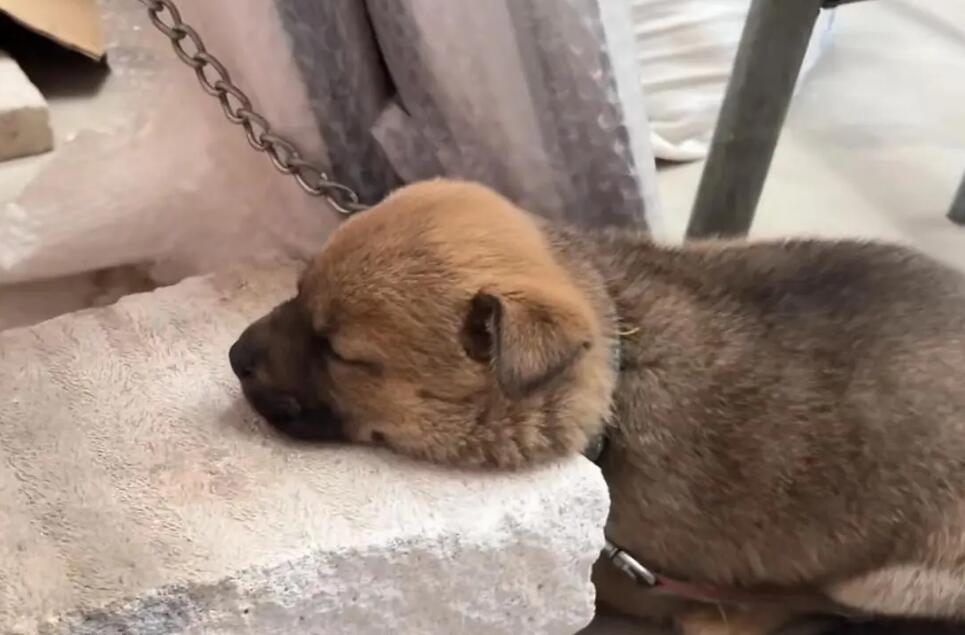 狗狗被栓后几天能适应