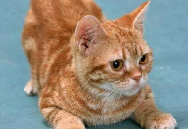 猫咪恨主人的十种表现