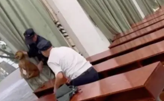 流浪狗躲雨误入高校，保安怕伤学生竟将其打死，处理结果令人唏嘘