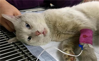 得狂犬病的猫十天必死吗