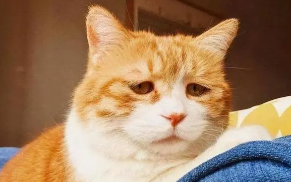 猫一直叫好凄惨的叫