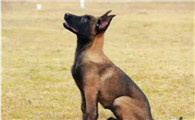 马犬发烧该怎么办?怎么辨别马犬是不是发高烧?