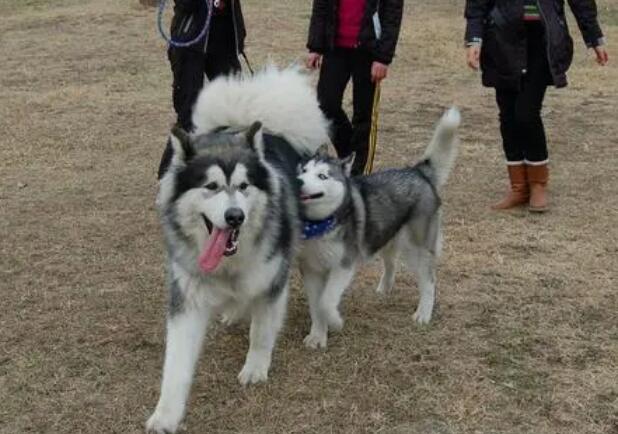 阿拉斯加雪橇犬产后吃什么？铲屎官必须知道的事情