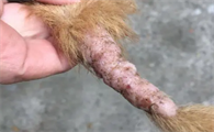 狗狗尾巴根部有结痂硬块