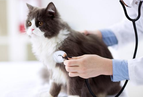 猫咪后腿无力走路不稳是什么原因
