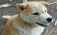 怎么看土狗立不立耳