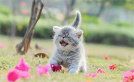 猫传腹能活多久