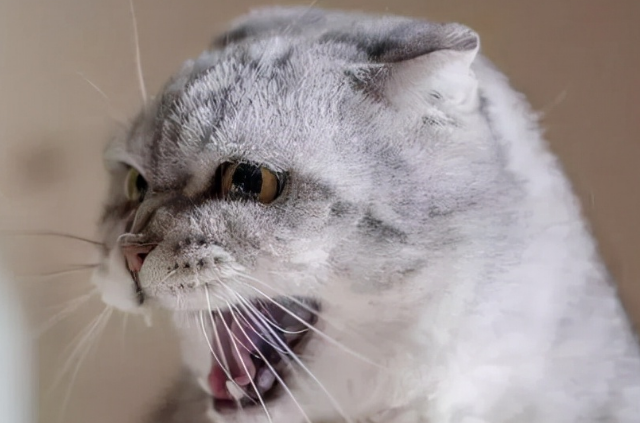 猫咪哈气是凶还是害怕 猫咪哈气是凶还是害怕